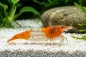 Preview: Orange Rili Garnele im Aquarium